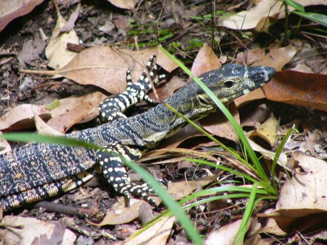 Lace Monitor